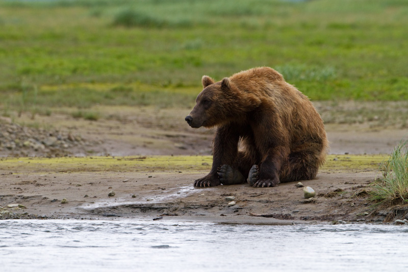 Grizzly Bear Watching For Salmon